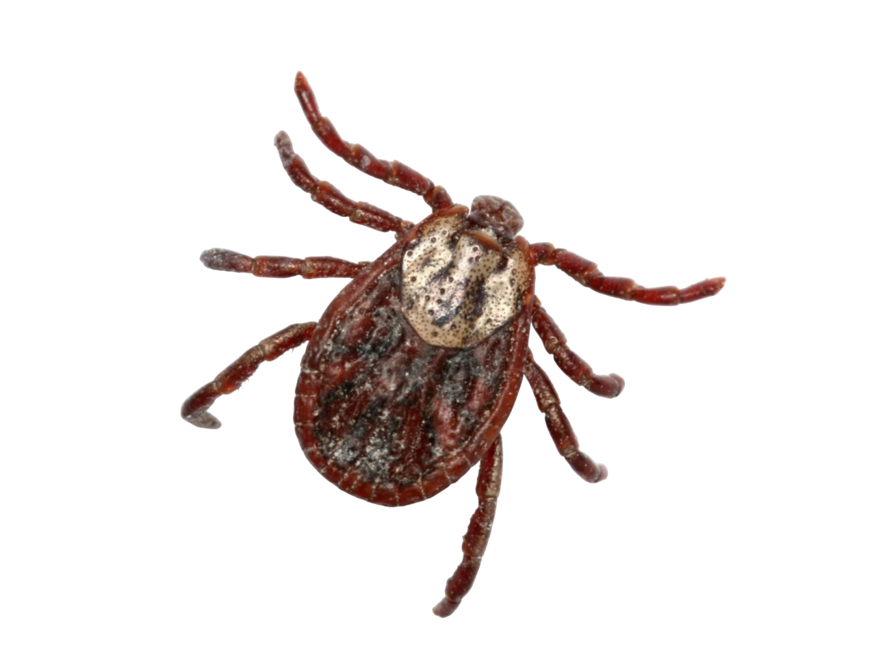 Уничтожение клещей